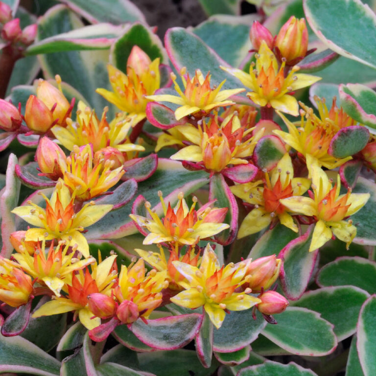 Sedum kamtschaticum "Variegata"