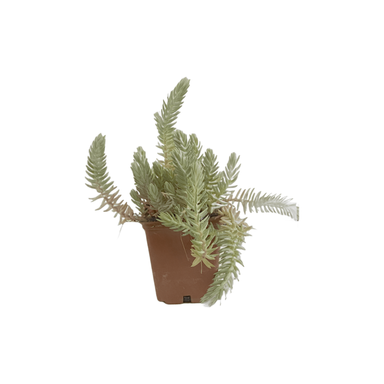 Sedum reflexum