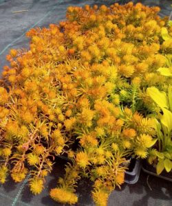 Sedum reflexum "Yellow Cushion"