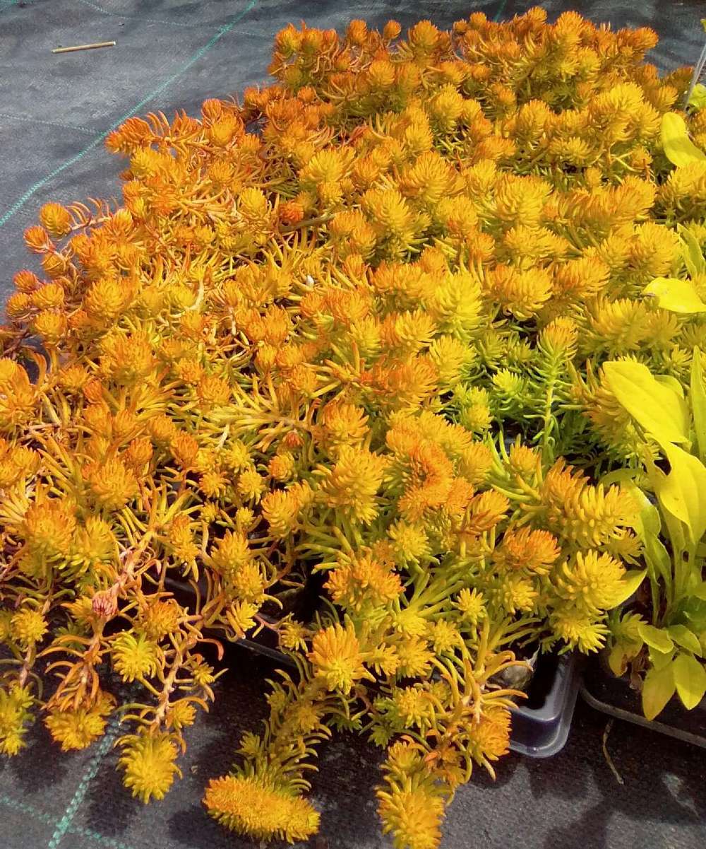 Sedum reflexum "Yellow Cushion"