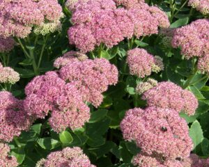 Sedum spectabile "Brilliant"