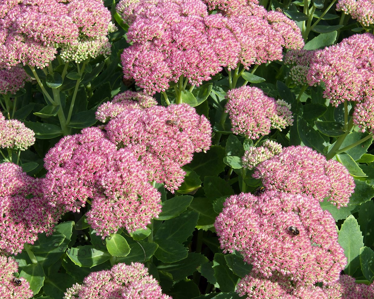Sedum spectabile "Brilliant"