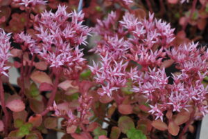 Sedum spurium "Purpurteppich"
