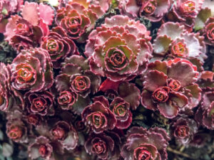 Sedum spurium "Ruby Mantle"