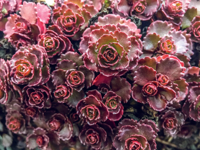 Sedum spurium "Ruby Mantle"