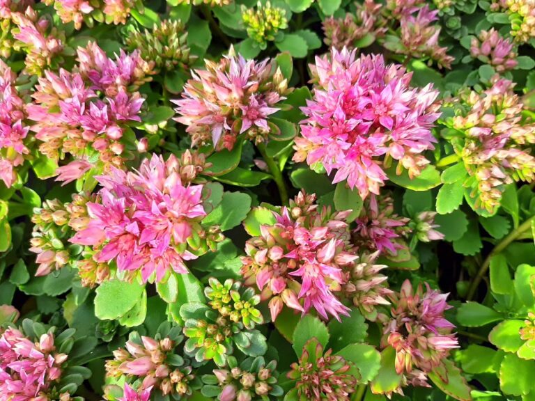Sedum spurium "Splendens"