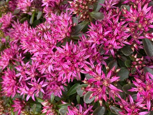 Sedum spurium "Spot on Deep Rose"