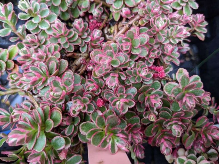 Sedum spurium "Tricolor"