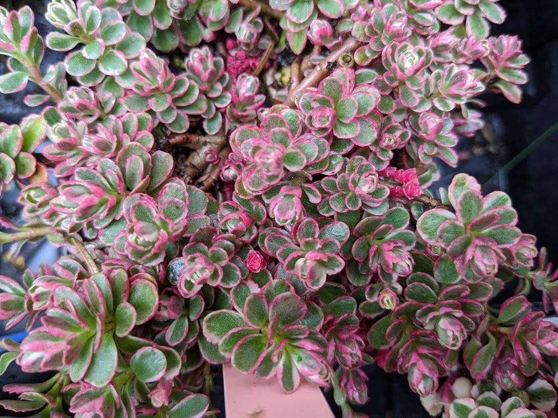 Sedum spurium "Tricolor"