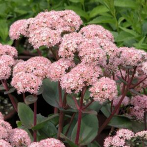 Sedum "Matrona"
