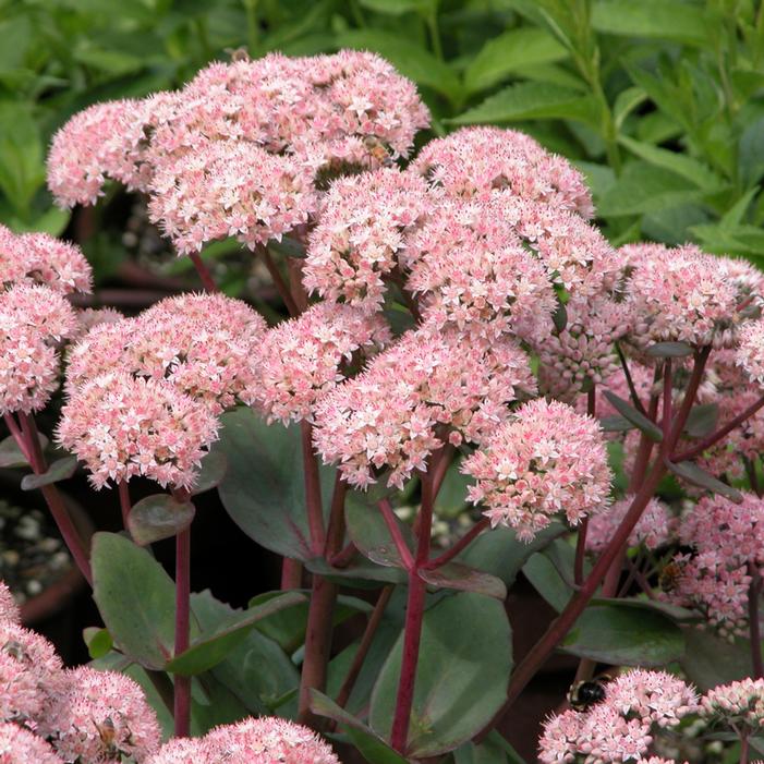 Sedum "Matrona"