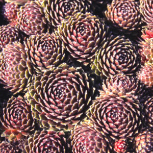 Sempervivum "Hey Hey"