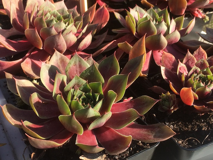 Sempervivum "Othello"