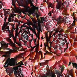 Sempervivum "Silber Karneol"