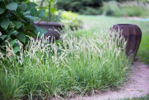 Sesleria autumnalis