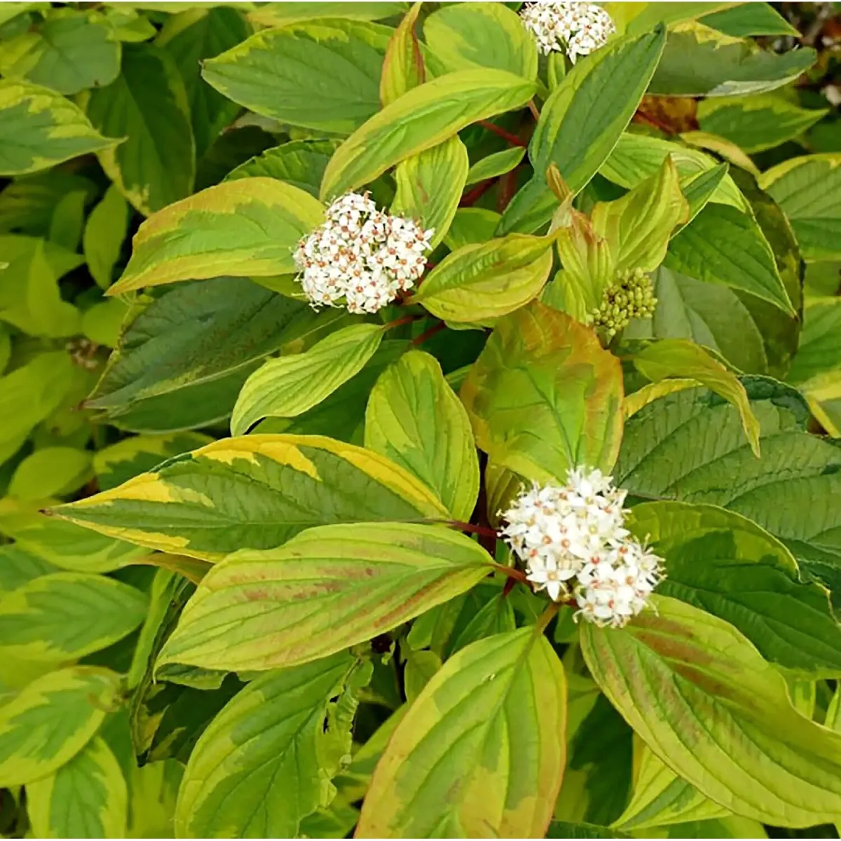 Cornus alba "Gouchaultii" +-1m, 20 cm vazonas