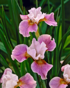 Iris sibirica "Dance Ballerina Dance"
