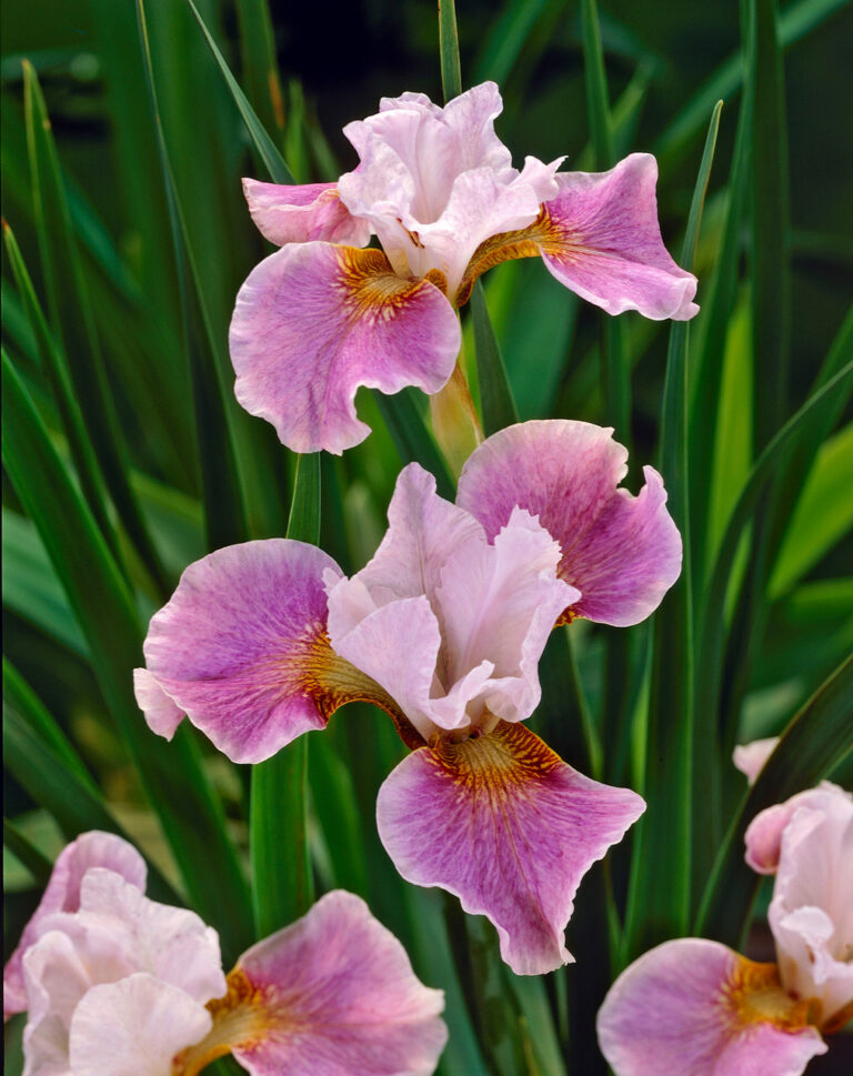 Iris sibirica "Dance Ballerina Dance"