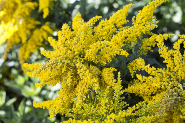 Solidago "Gold Kind"