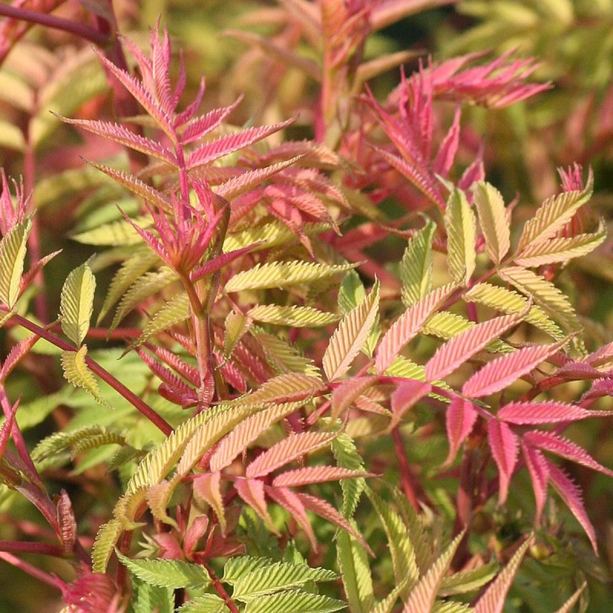 Sorbaria sorbifolia "Sem"