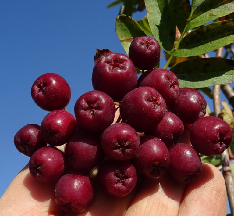 Sorbus "Granatnaja"