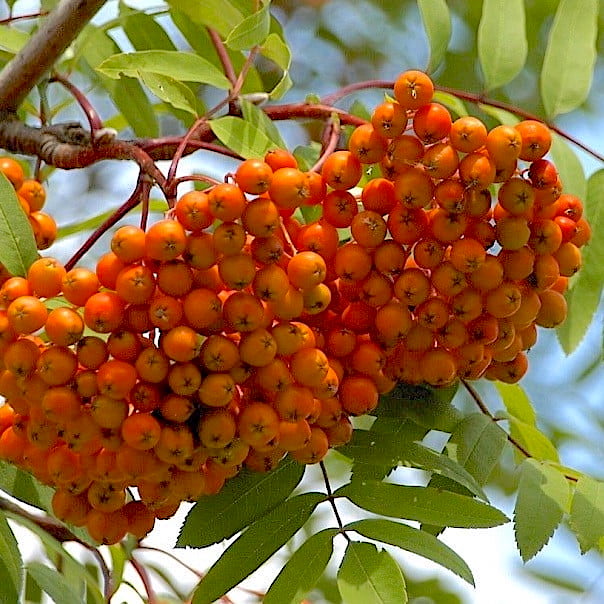 Sorbus "Kubovaja"