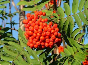 Sorbus "Saharnaja"
