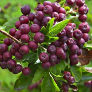 Sorbus "Burca" 7 l pott