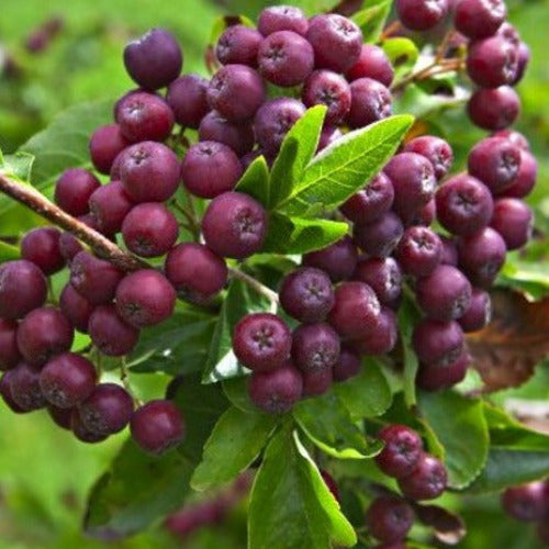 Sorbus "Burca" 7 l pot