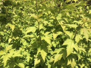 Physocarpus opulifolius "Nugget" 20 cm pott