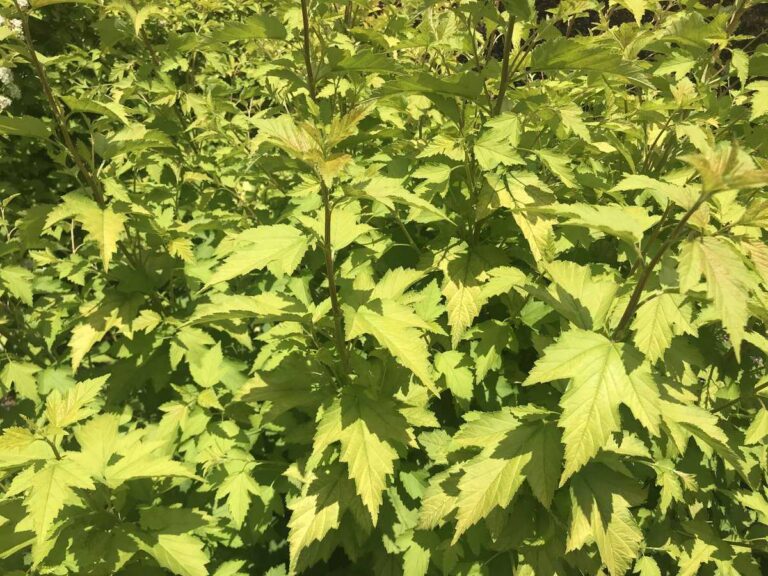 Physocarpus opulifolius "Nugget" 20 cm pott