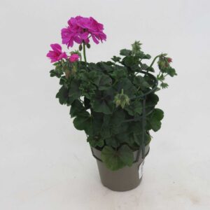 Pelargonium Peltatum roosa