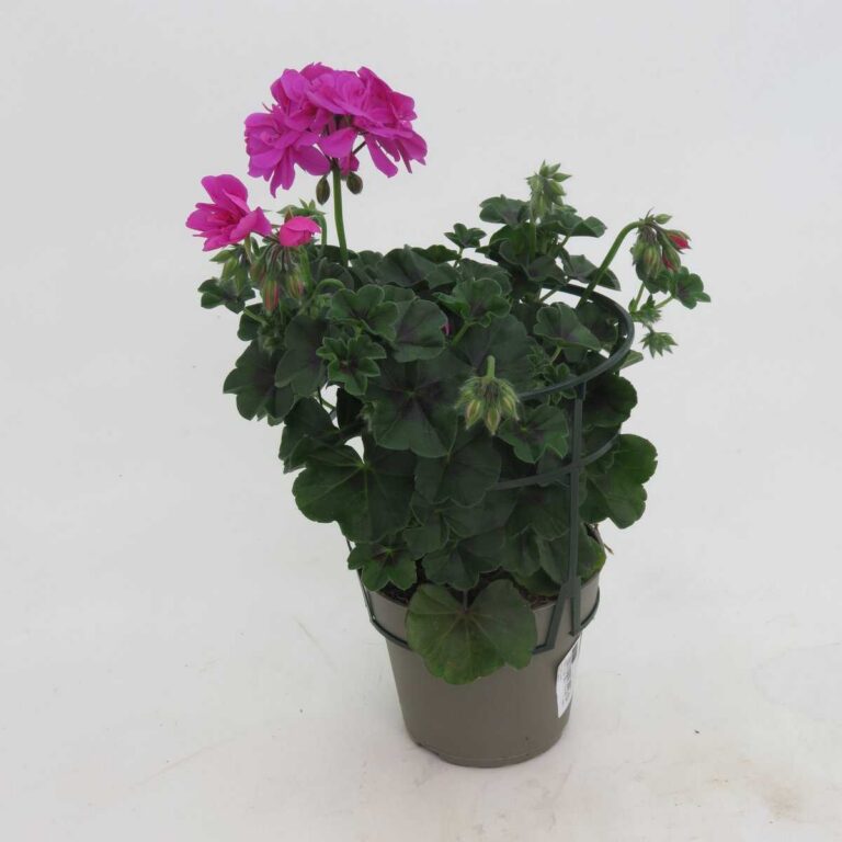 Pelargonium Peltatum roosa