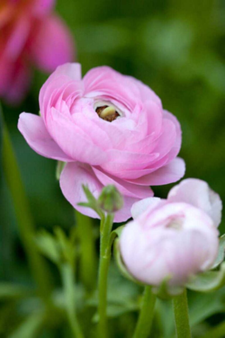 Ranunculus "Jakier Rozowy"