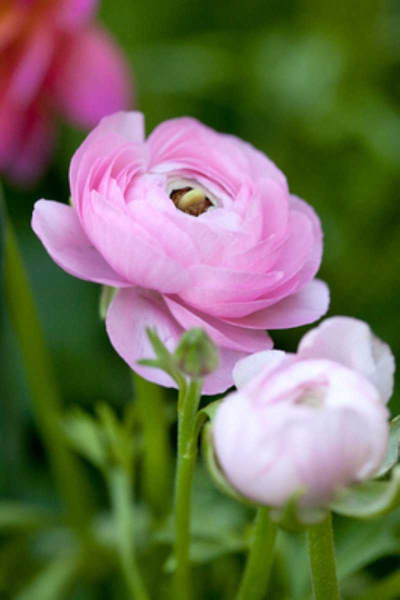 Ranunculus "Jakier Rozowy"