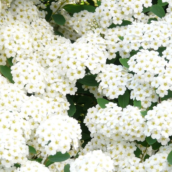 Spiraea betulifolia "Tor"