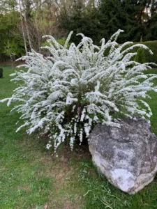 Spiraea × cinerea "Grefsheim"