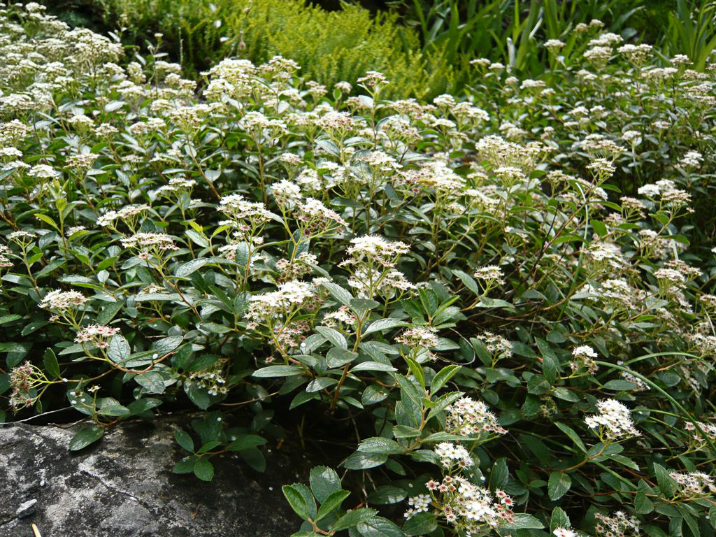 Spiraea decumbens