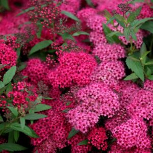 Spiraea japonica "Anthony Waterer"