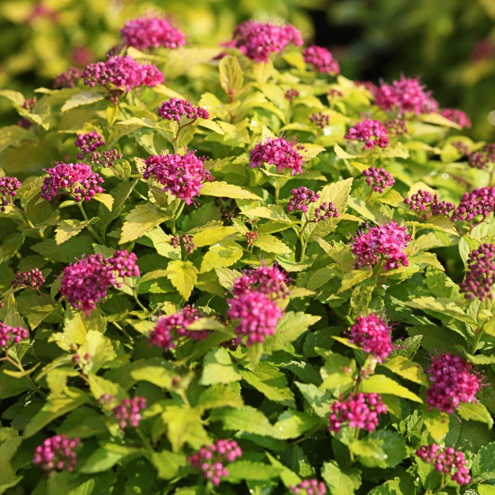 Spiraea japonica "Golden Princess"