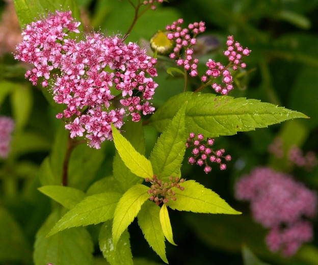 Spiraea japonica "Goldflame"