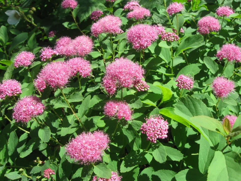 Spiraea densiflora