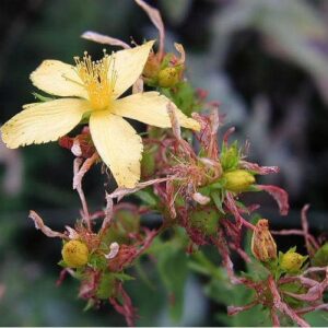 Hypericum