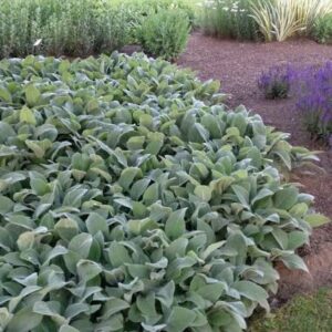 Stachys byzantina