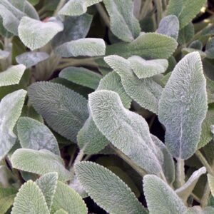 Stachys byzantina "Silver Carpet"