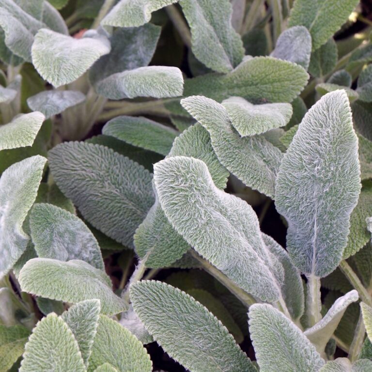 Stachys byzantina "Silver Carpet"