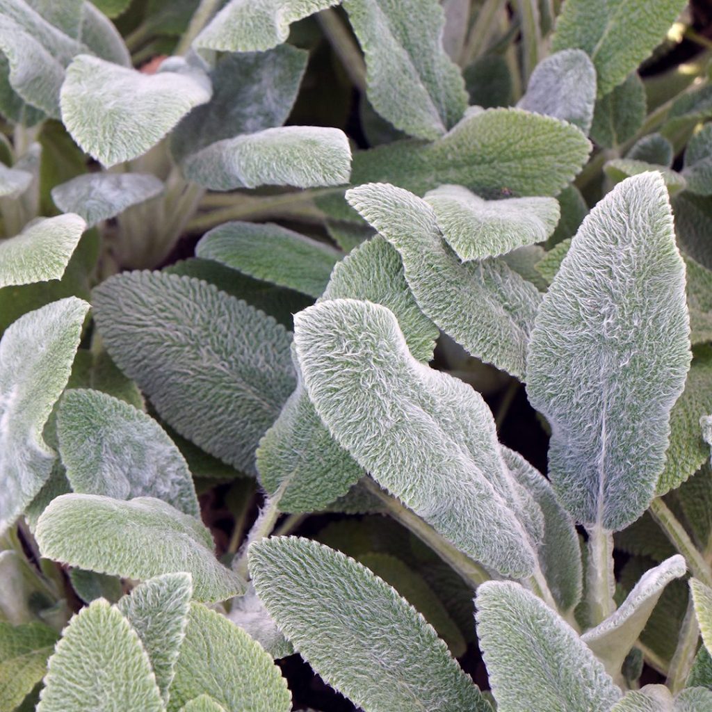 Stachys byzantina "Silver Carpet"