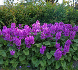 Stachys macrantha "Superba"