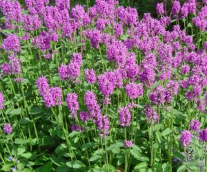 Stachys monieri "Hummelo"