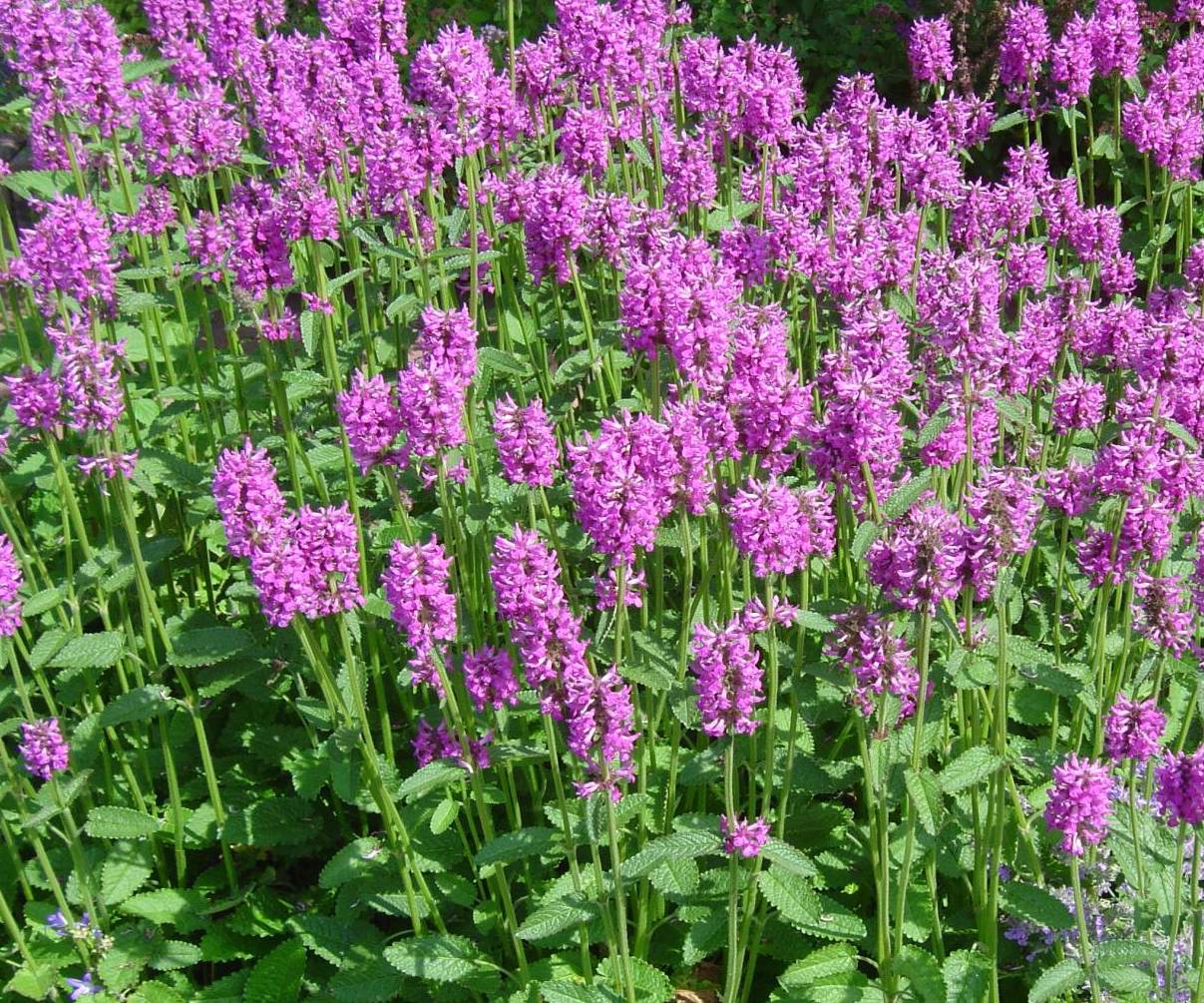Stachys monieri "Hummelo"
